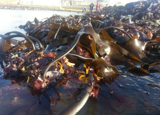 Seaweed Secrets at Whitstable Harbour Day